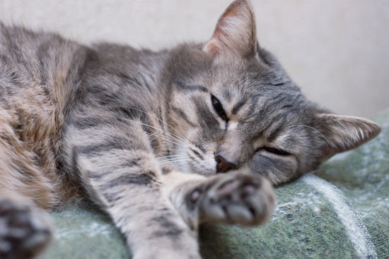 猫の老化と体力低下。一日中寝てばかりで、呼びかけにも反応が薄い弱った猫の様子