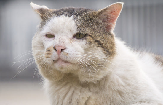 毛並みにツヤがなくなり、衰えが見え始めたシニア猫